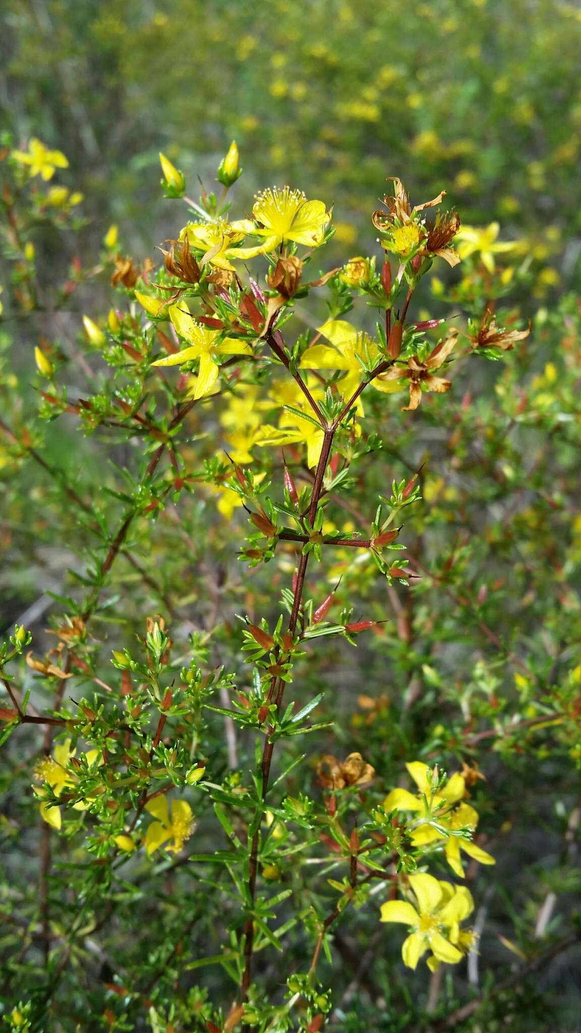 Image of Hypericum limosum Griseb.