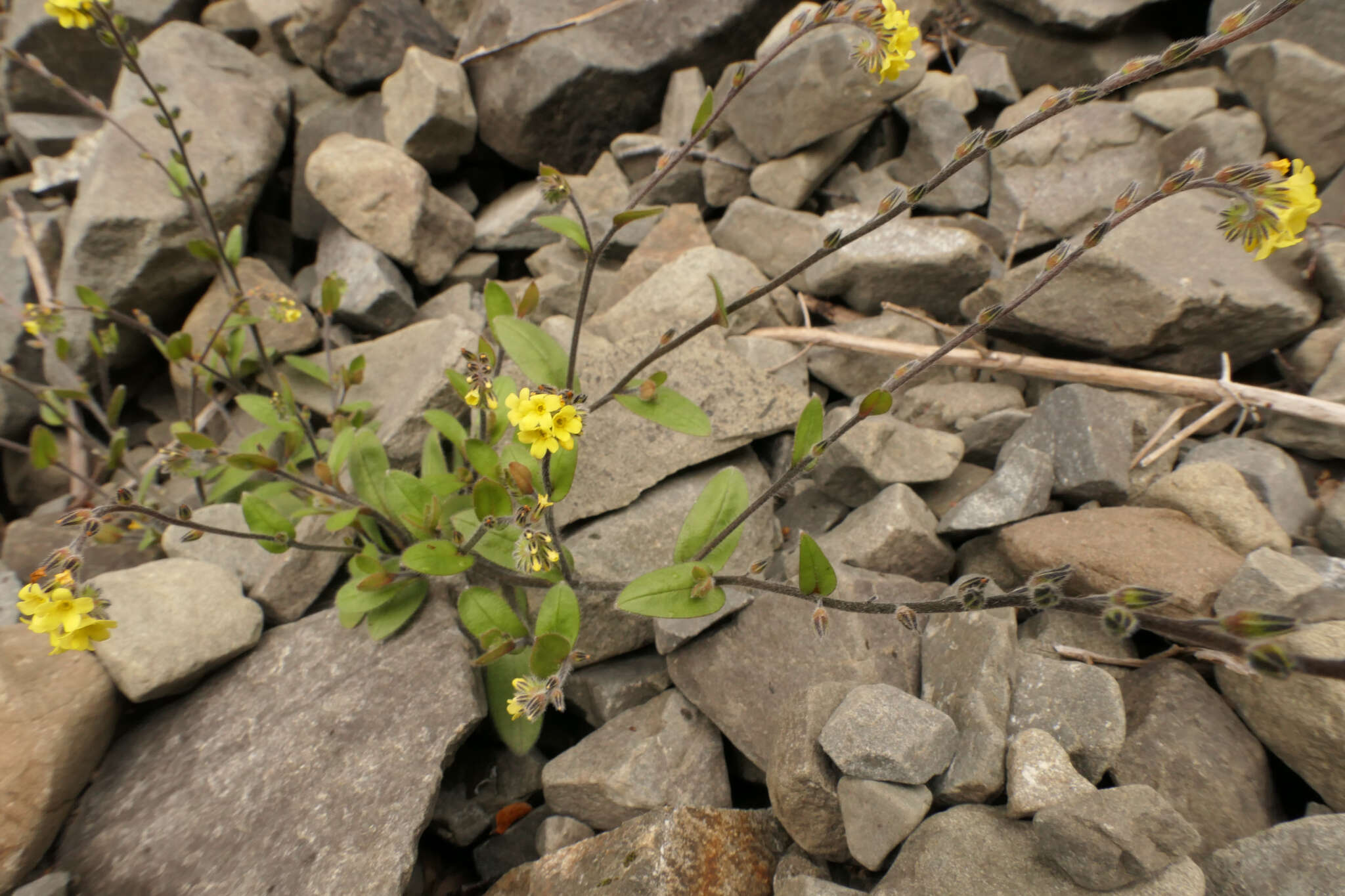 Image of Myosotis australis R. Br.