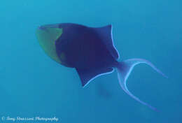 Image of Odonus