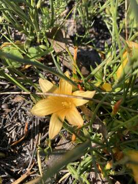 Image of Romulea triflora (Burm. fil.) N. E. Br.