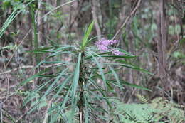 Imagem de Cordyline stricta (Sims) Endl.