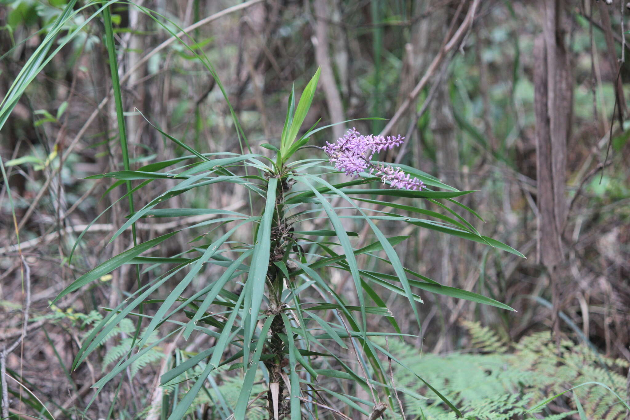 Imagem de Cordyline stricta (Sims) Endl.