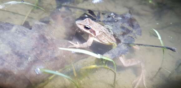 Image of Dybowski's frog