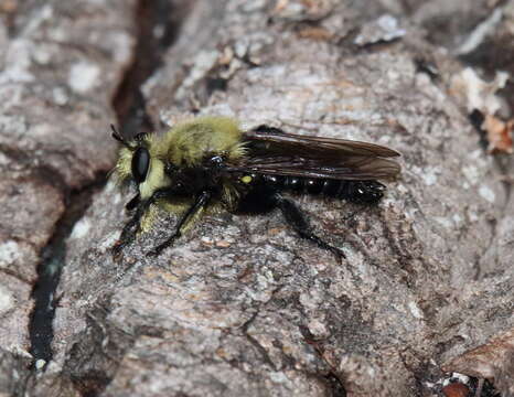 Image of Laphria virginica (Banks 1917)