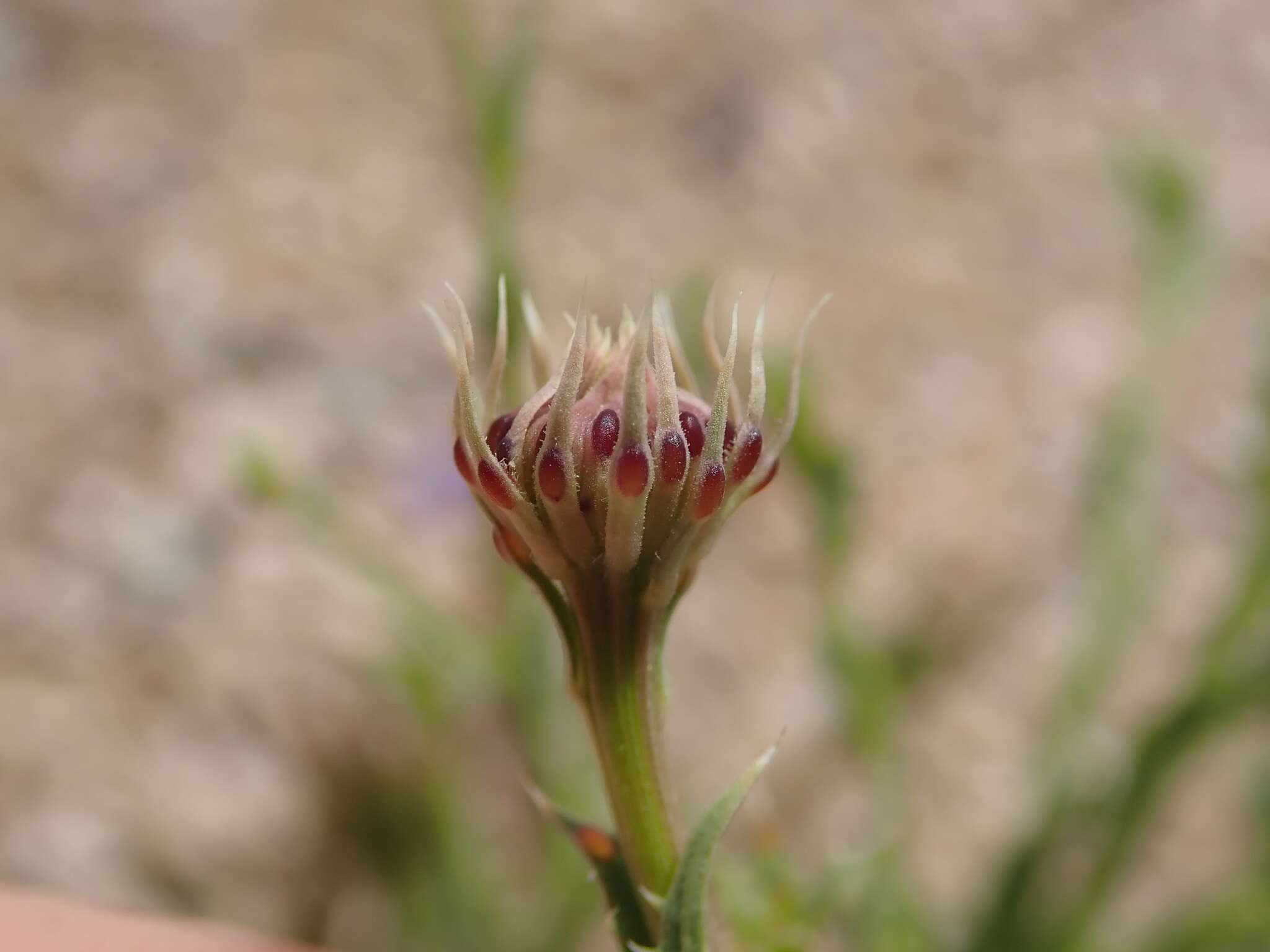 Image of Cooper's dogweed