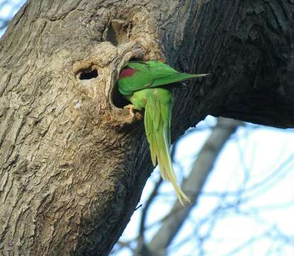 Image of Alexandrine Parakeet