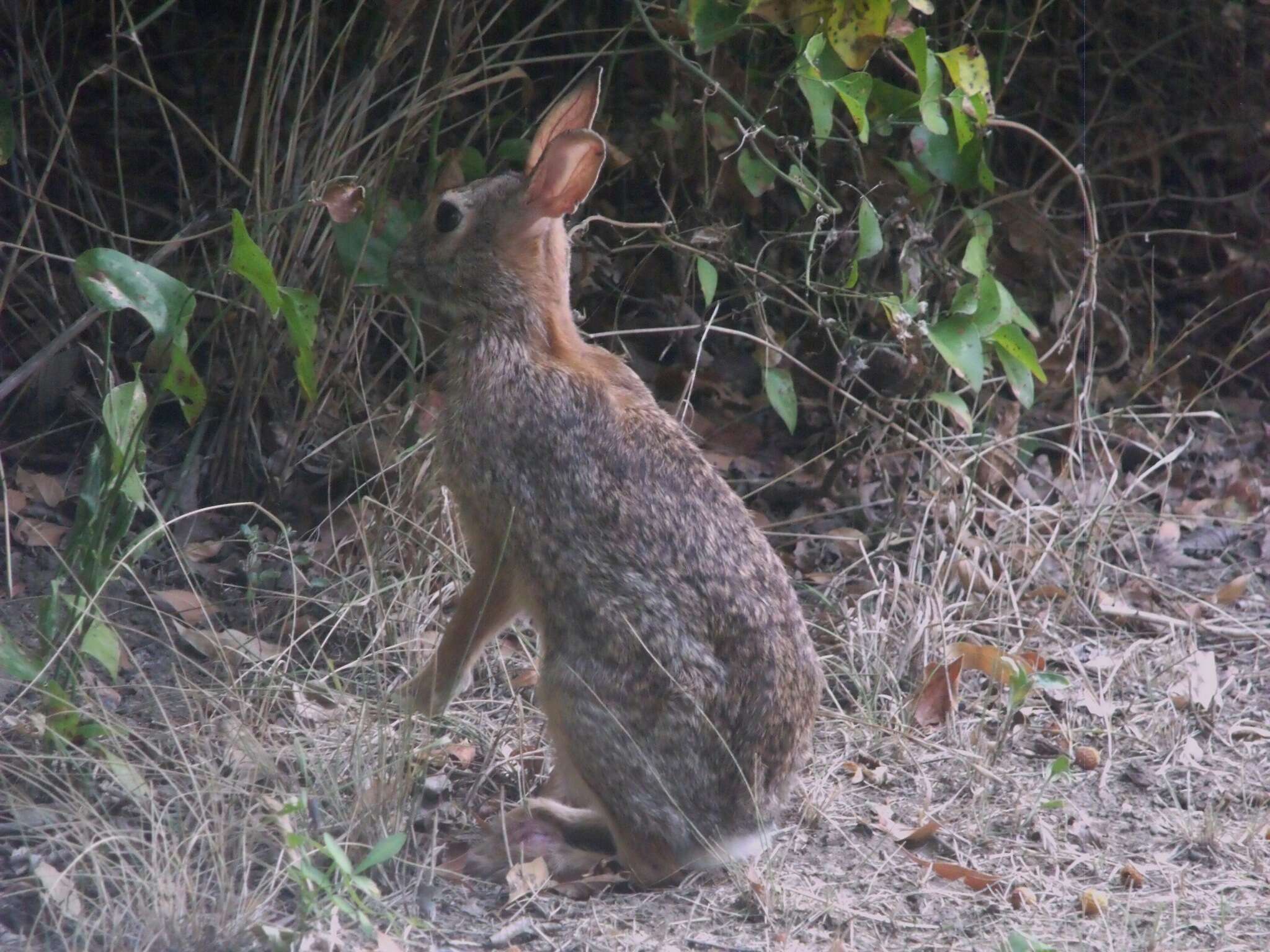 Image of Swamp Rabbit