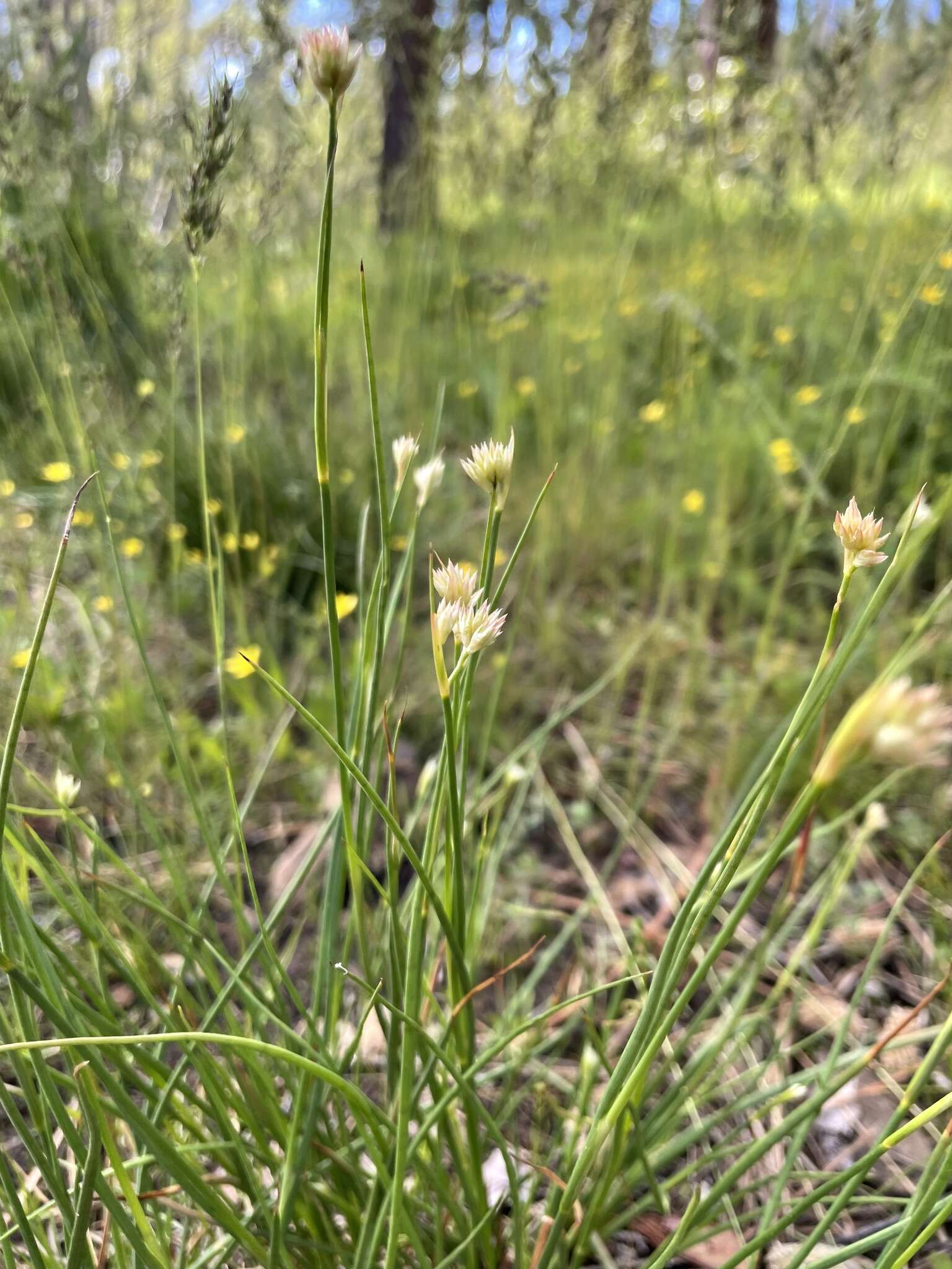 Image of Green-Head Rush