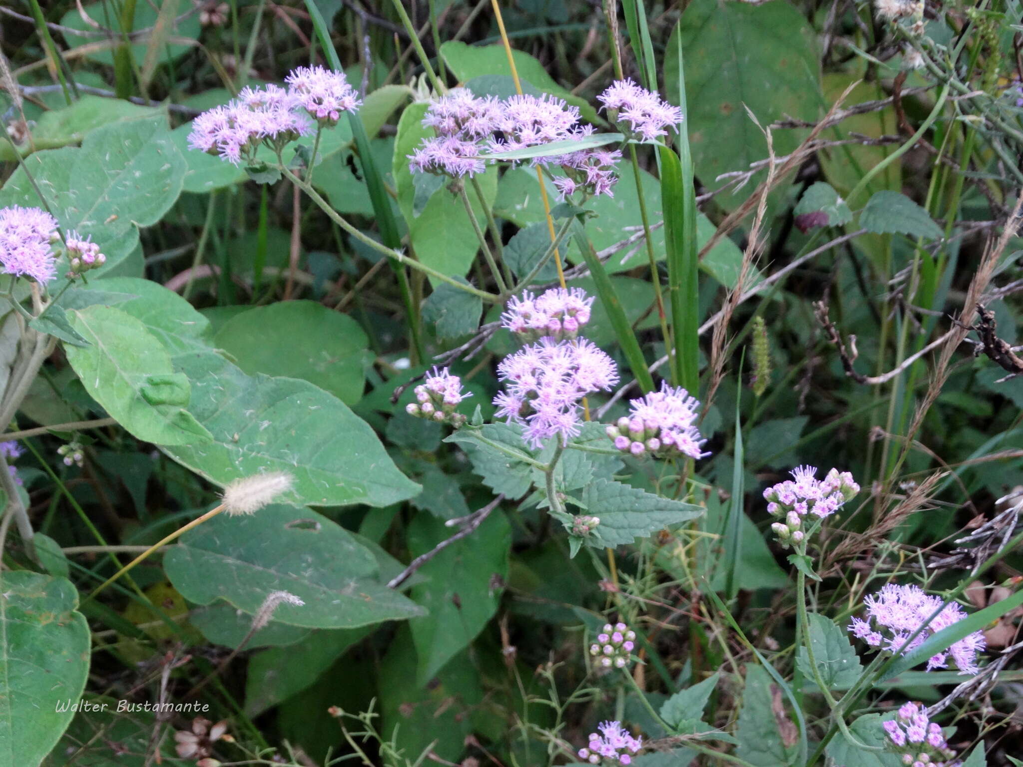 Imagem de Fleischmannia prasiifolia (Griseb.) R. King & H. Rob.