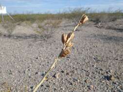 Plancia ëd Agave brunnea S. Watson