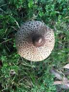 Image of Macrolepiota clelandii Grgur. 1997