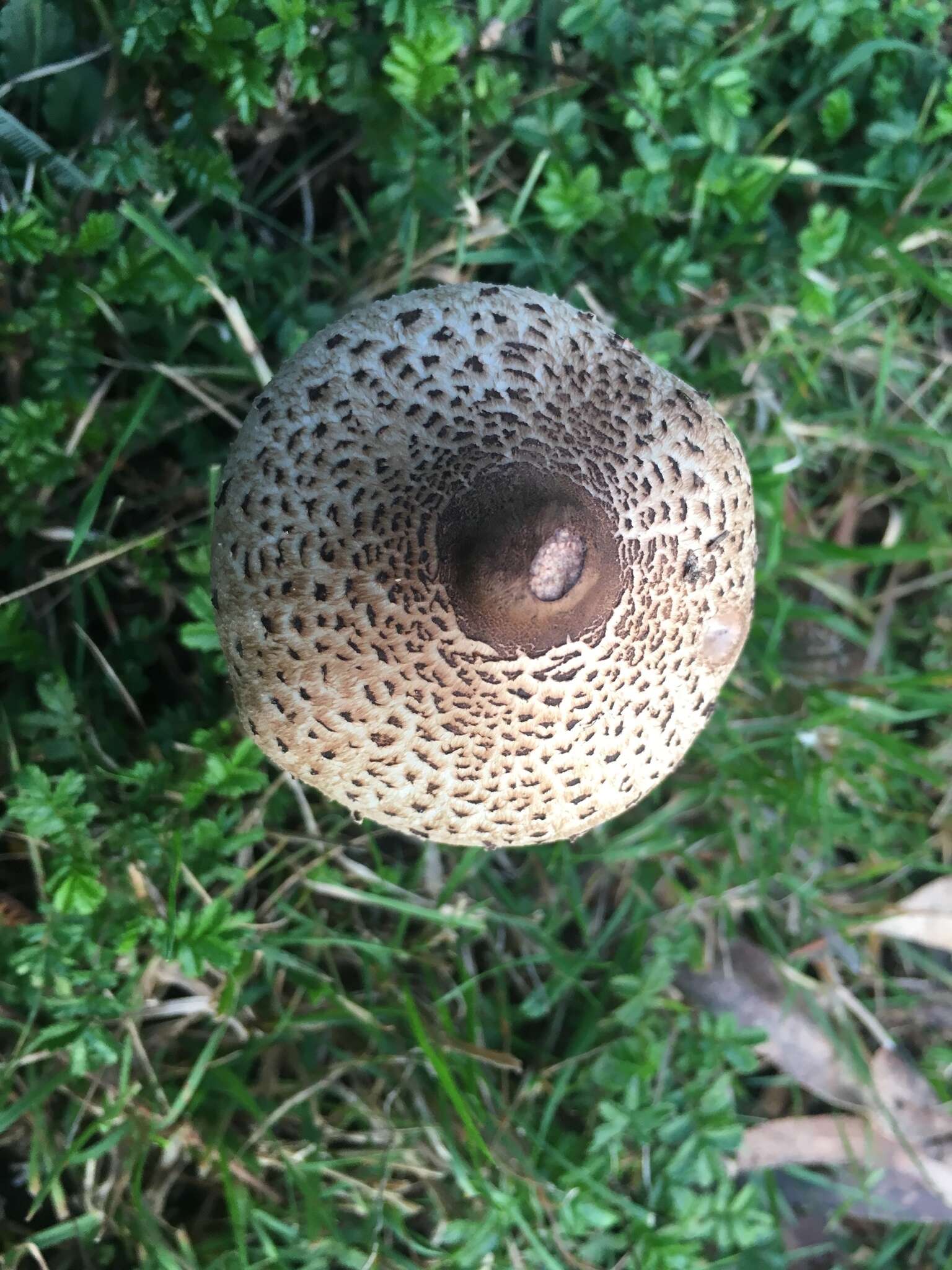 Image of Macrolepiota clelandii Grgur. 1997