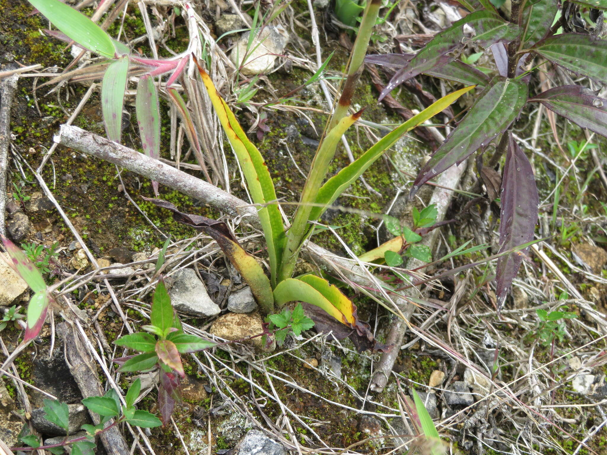 Plancia ëd Stenoptera peruviana C. Presl