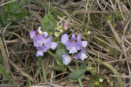 Imagem de Lathyrus nervosus Lam.