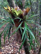 Image of elkhorn fern