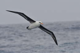 Image of Thalassarche melanophris impavida