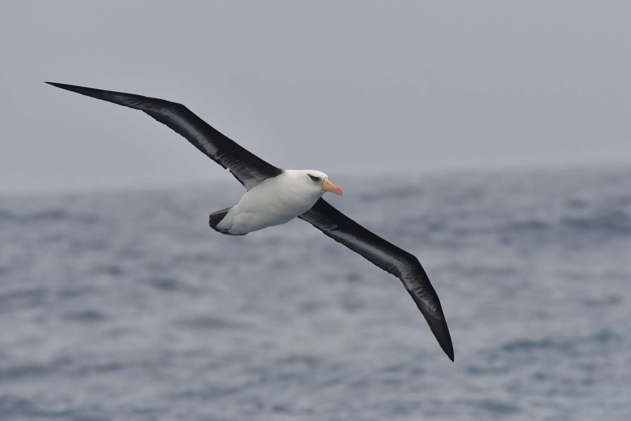 Image de Thalassarche melanophris impavida