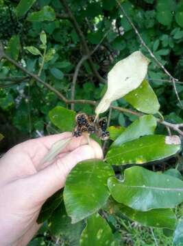 Pittosporum ralphii T. Kirk resmi