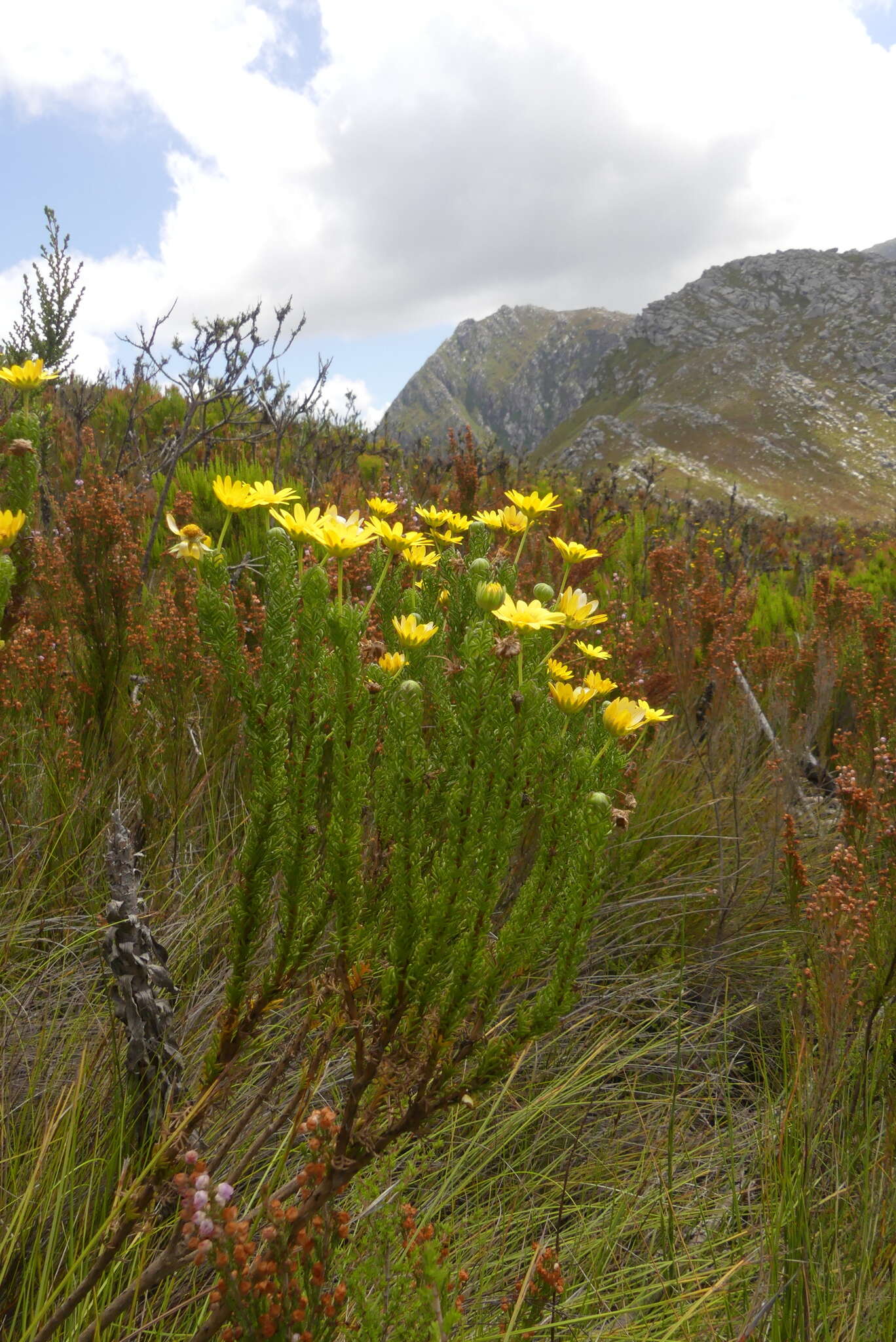 Image of Euryops pinnatipartitus (DC.) B. Nordenst.