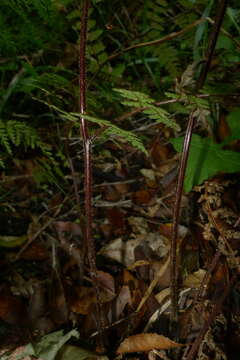 Image of Hypolepis rugosula subsp. rufobarbata (Colenso) Schwartsb.