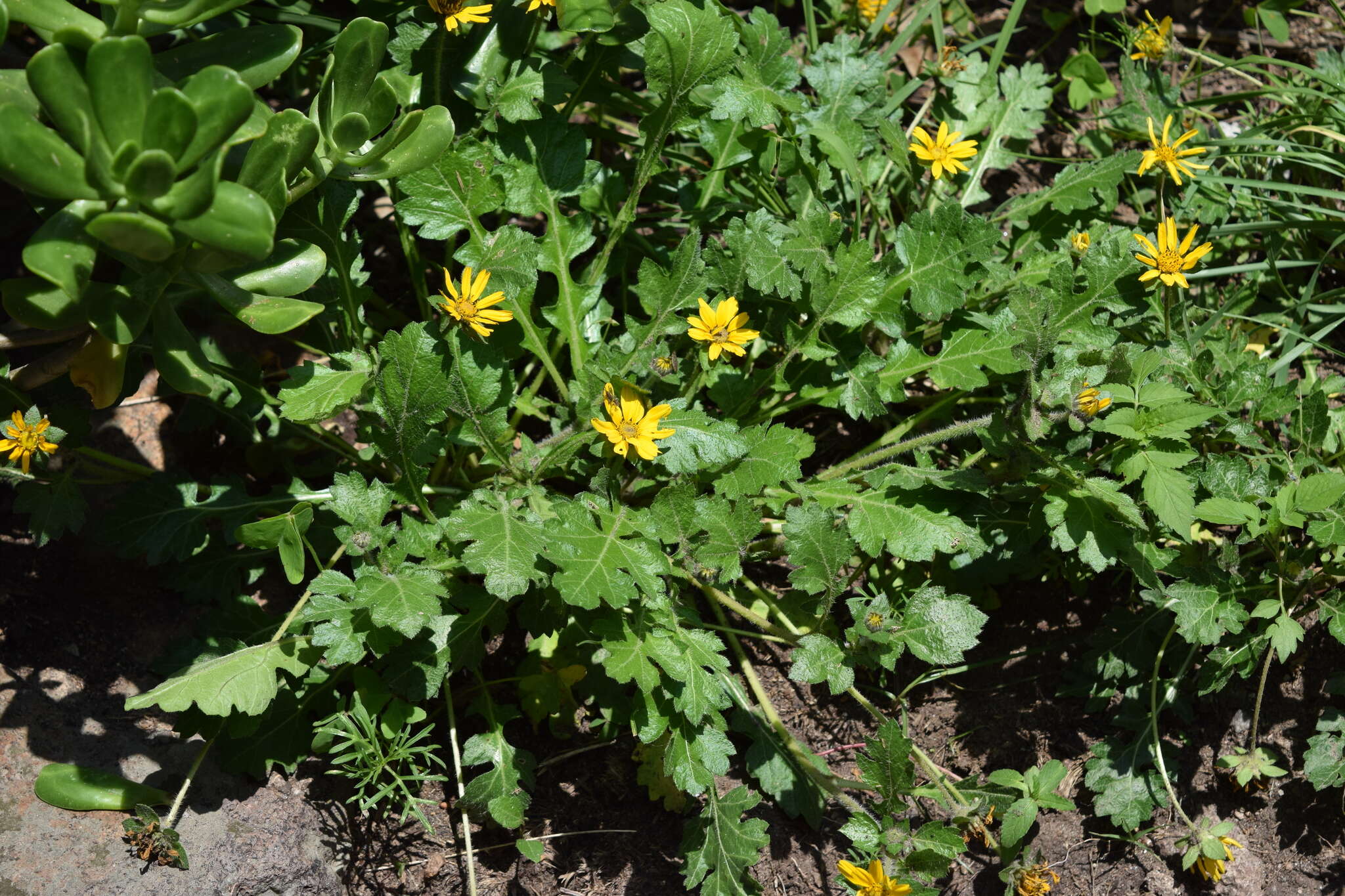 Sivun Dugesia mexicana (A. Gray) A. Gray kuva