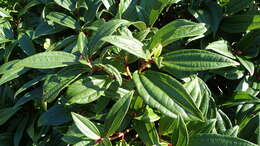 Image de Viburnum davidii Franch.