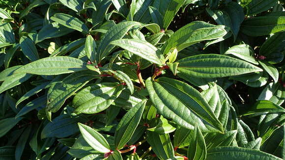 Image of Viburnum davidii Franch.