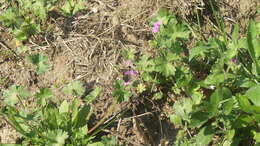 Image of Southern Grizzled Skipper