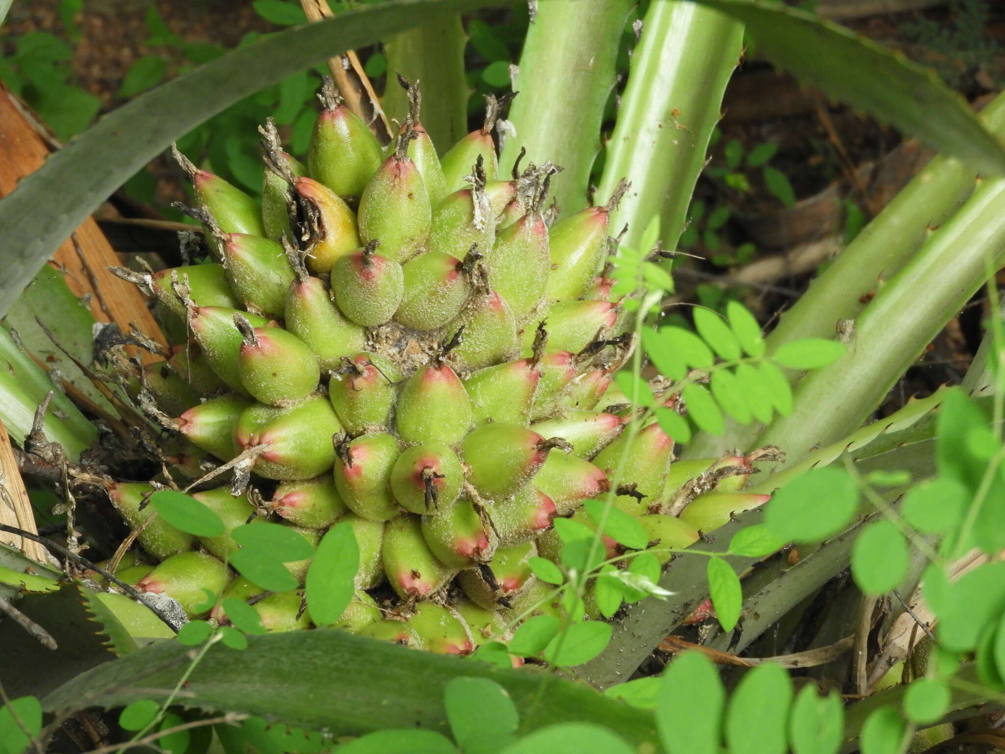 Image of Bromelia hemisphaerica Lam.