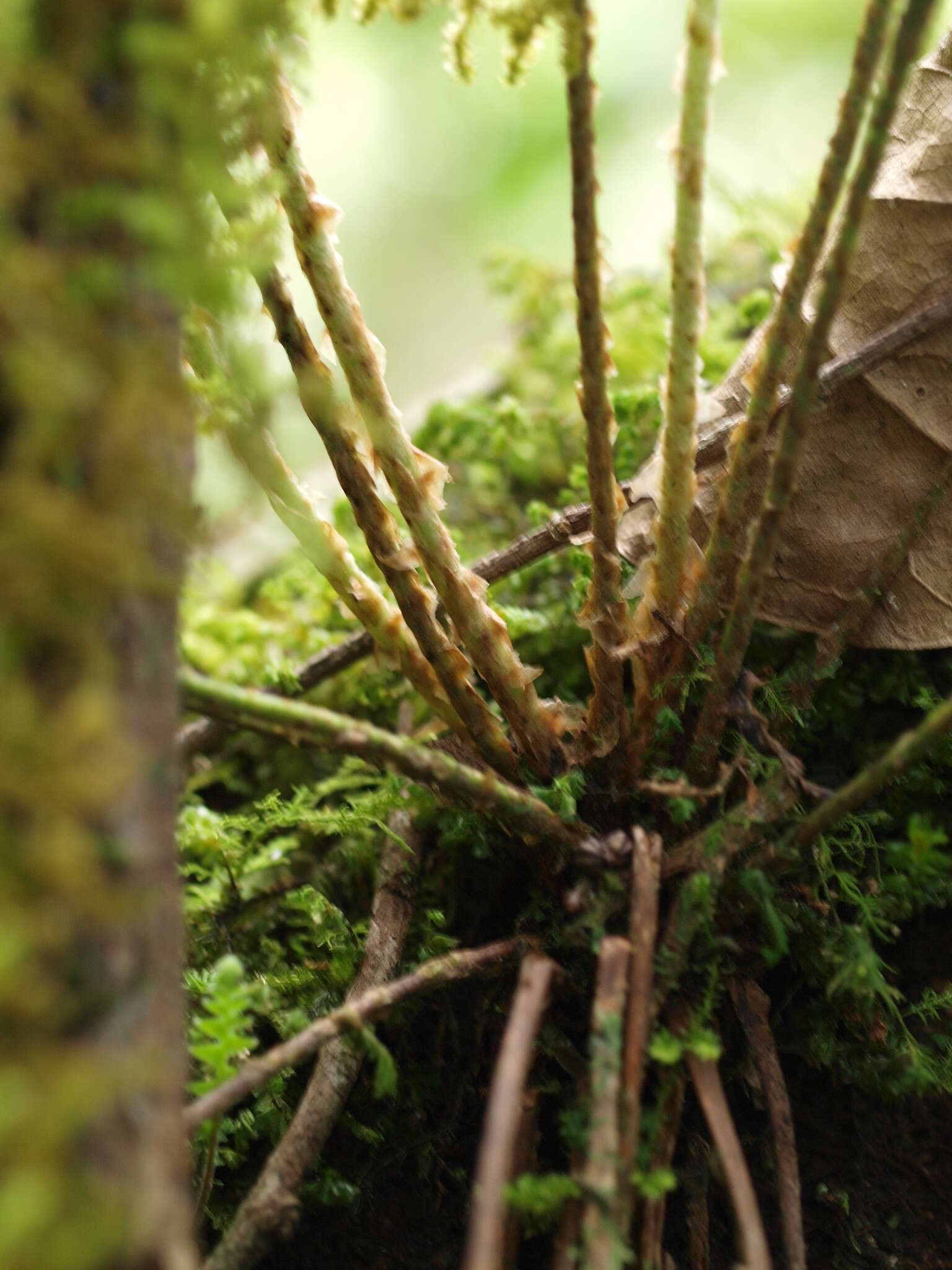 Sivun Elaphoglossum bellermannianum (Kl.) Moore kuva