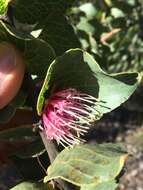 Image of Hakea cucullata R. Br.