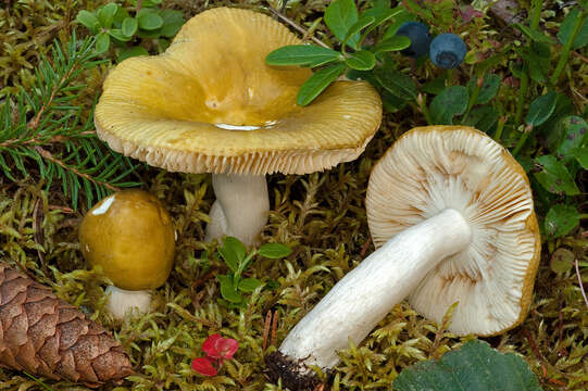 Image of Russula olivina Ruots. & Vauras 1990