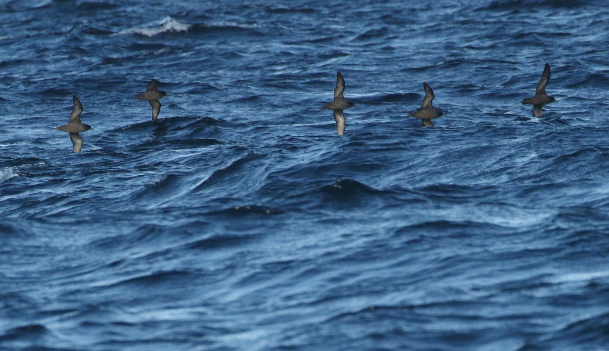 Image of Short-tailed Shearwater