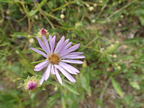 Image of eastern showy aster