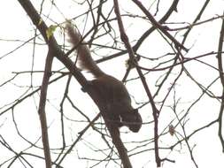 Image of Black-striped Squirrel