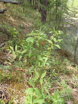 Imagem de Vicia venosa (Link) Maxim.