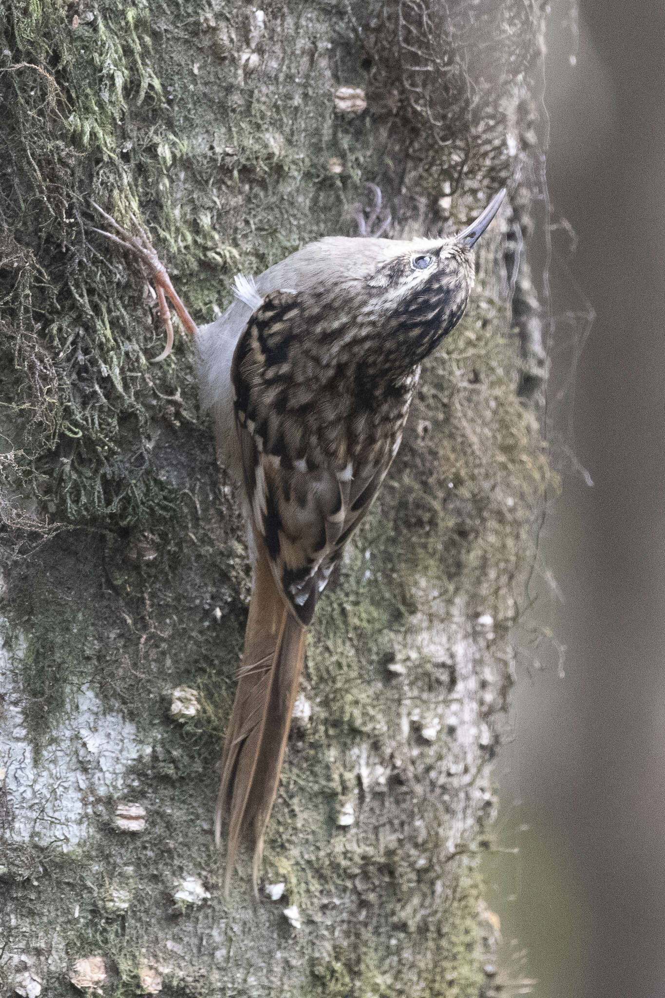 Image of Brown-throated Treecreeper