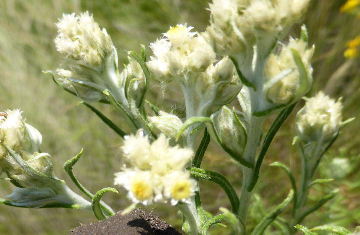 Слика од Pseudognaphalium oligandrum (DC.) O. M. Hilliard & B. L. Burtt