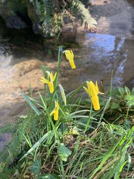 Narcissus cyclamineus DC. resmi