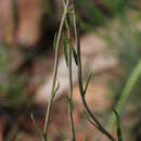 Image de Helichrysum harveyanum Wild