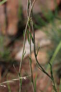 Image of Helichrysum harveyanum Wild