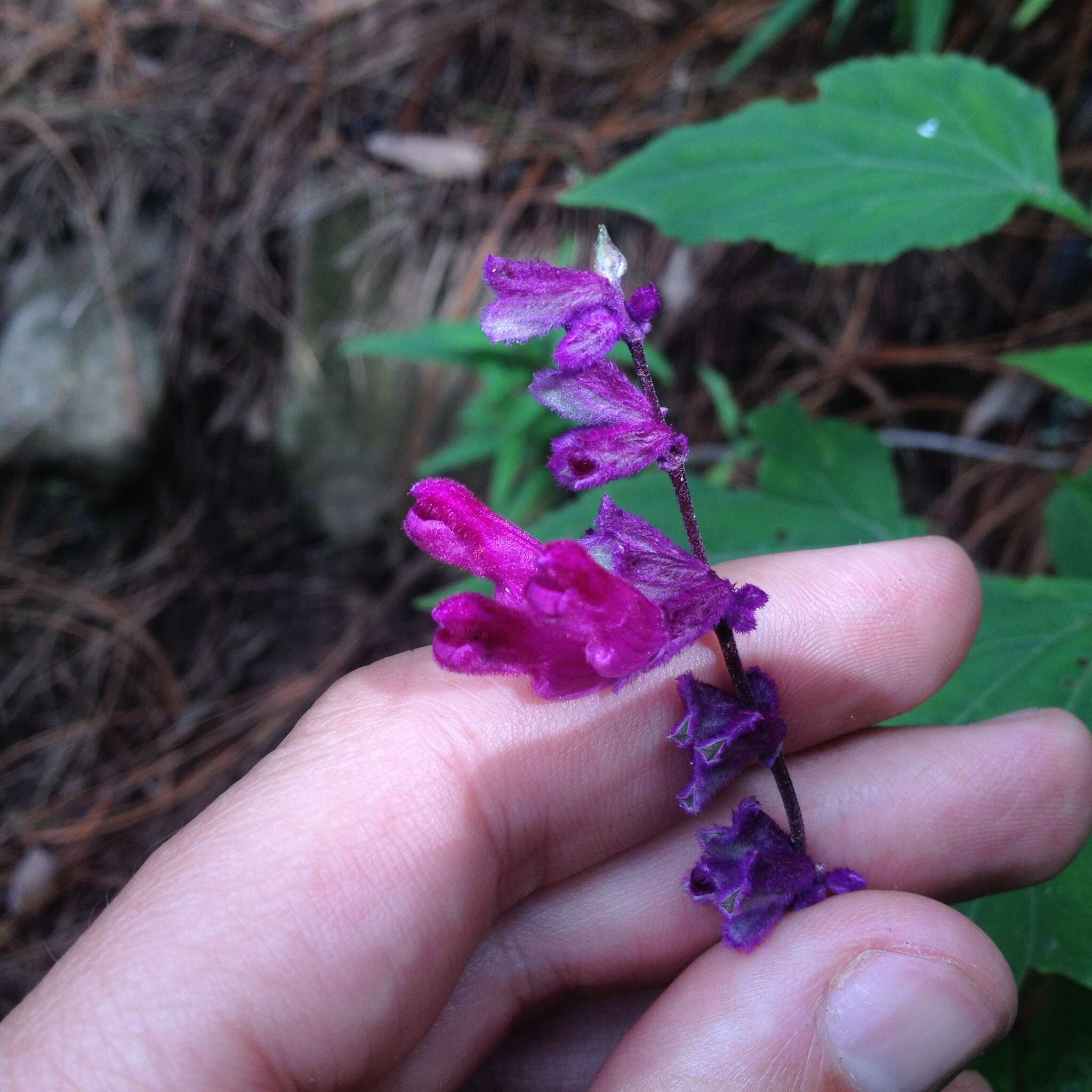 Imagem de Salvia leucantha Cav.