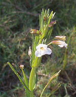 Imagem de Mimulus gracilis R. Br.