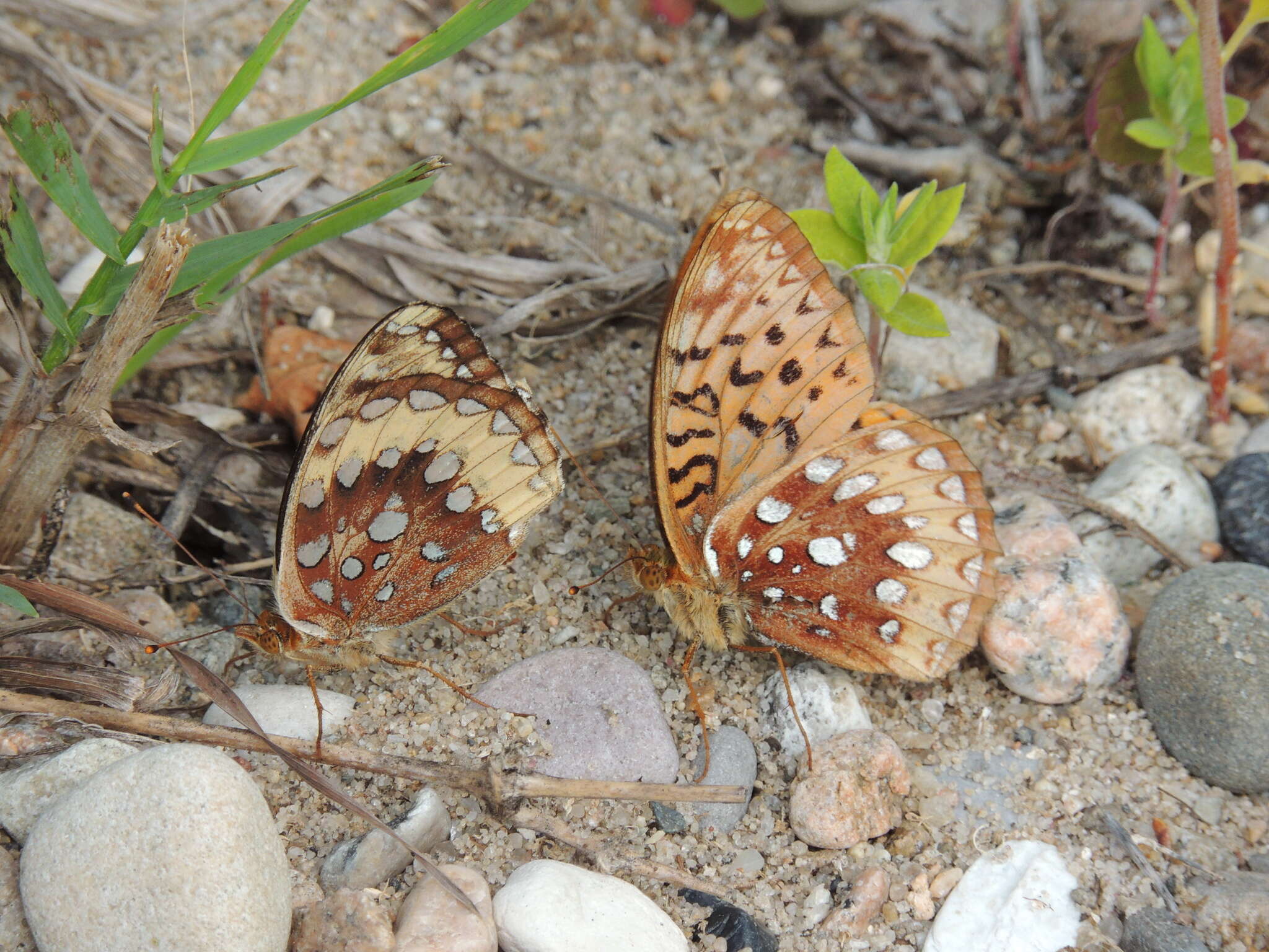 Image of Speyeria cybele pseudocarpenteri Chermock 1940