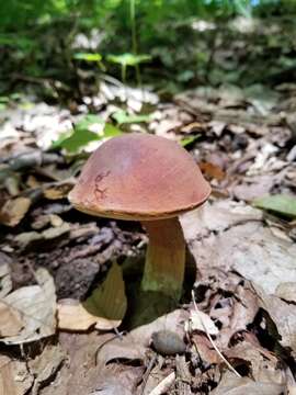 Imagem de Tylopilus badiceps (Peck) A. H. Sm. & Thiers 1971