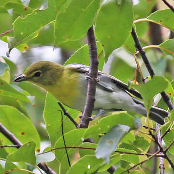 Sivun keltarintavireo kuva