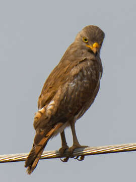 Image of Rufous-winged Buzzard