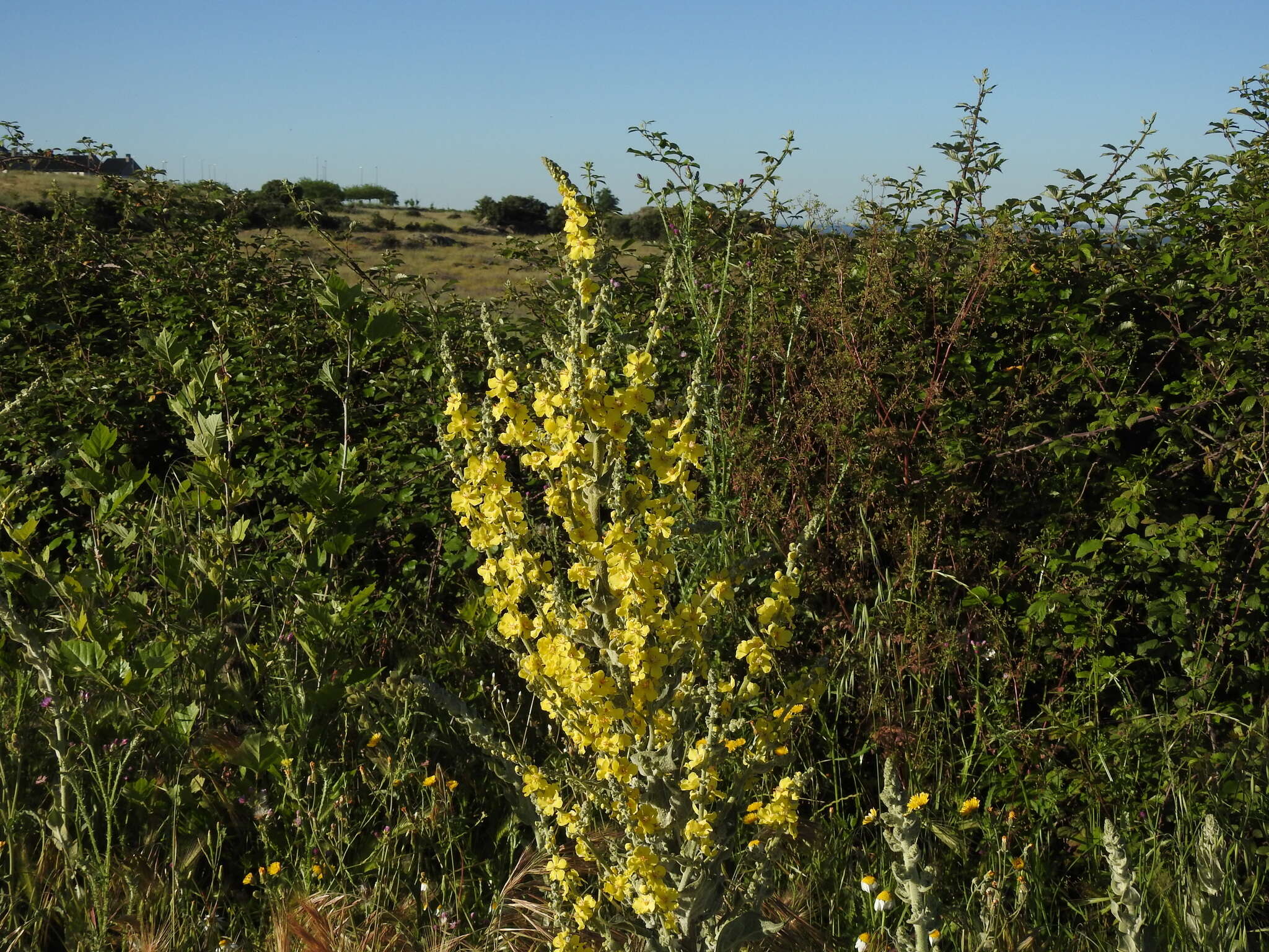 Image de Verbascum pulverulentum Vill.