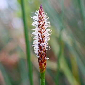 Image of Eleocharis acuta R. Br.