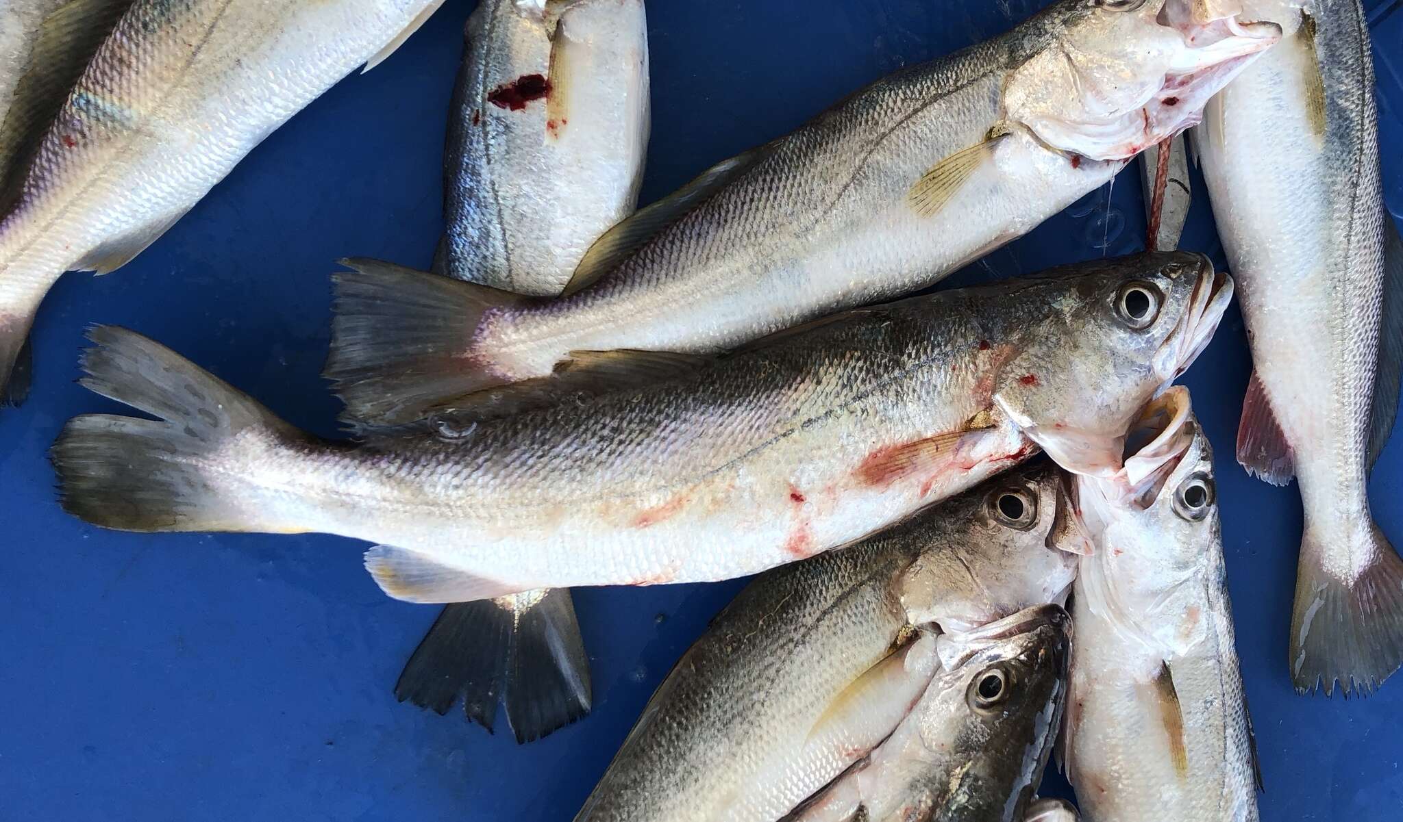 Image of Sand Seatrout